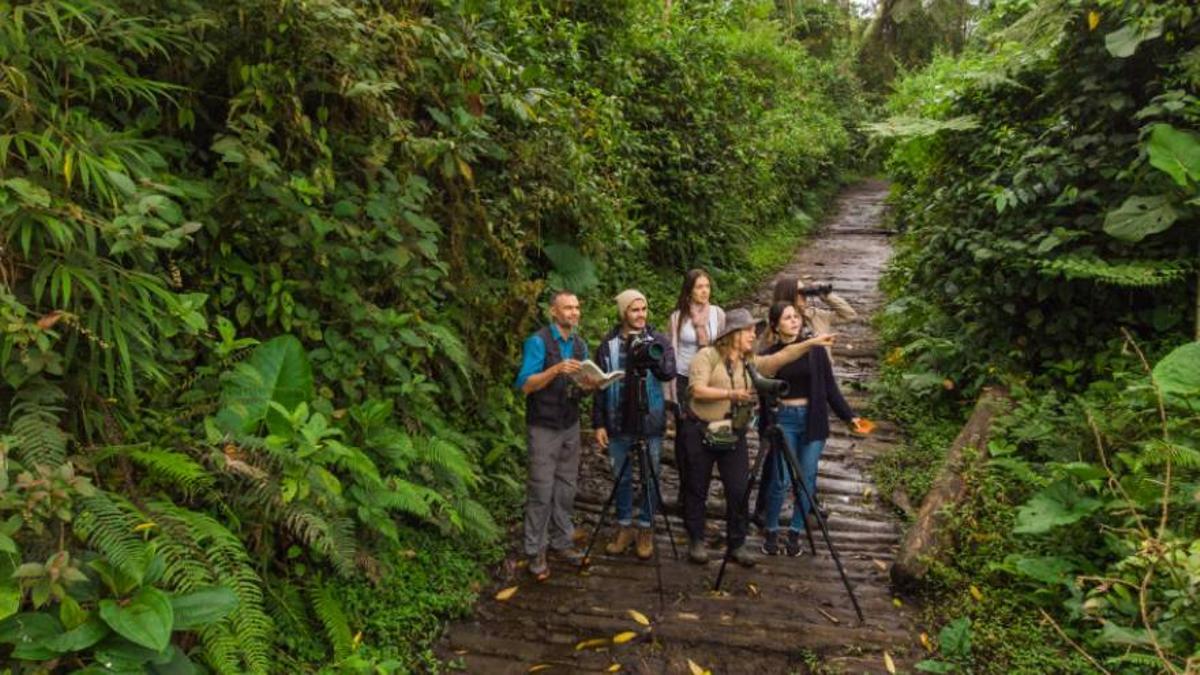 Armonia Natural Coronado Avistamiento de aves