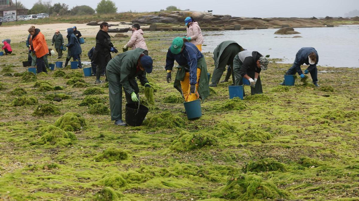 Mariscadoras de A Illa de Arousa trabajando en la limpieza de bancos marisqueros esta semana