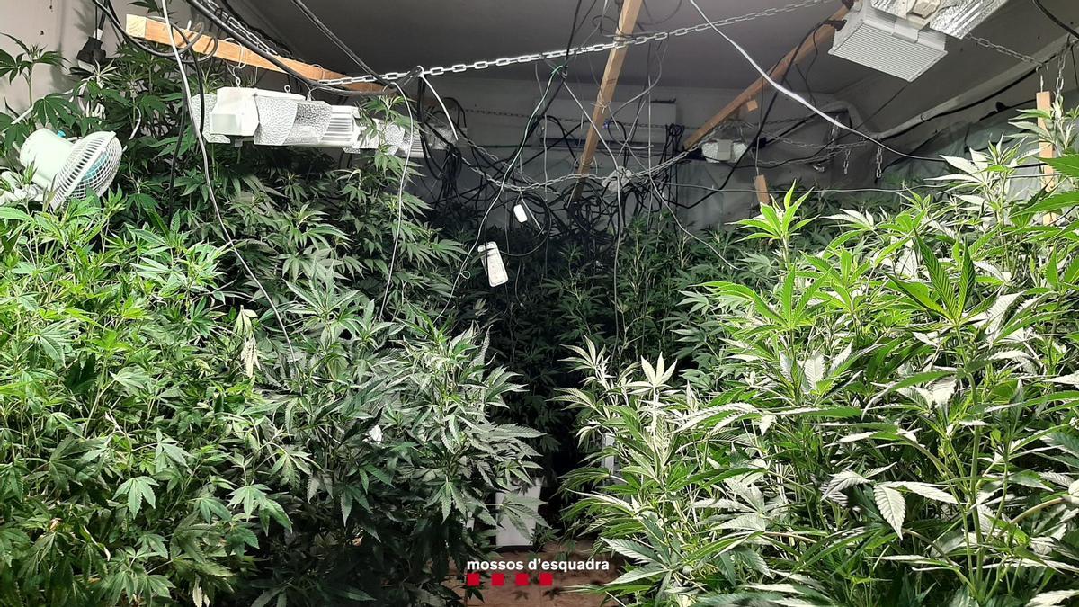La plantació de marihuana localitzada a una masia d'Òdena
