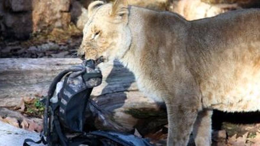 Continua en estat crític l&#039;home que va accedir al recinte dels lleons del Zoo de Barcelona