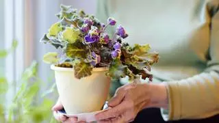 El cambio invisible que sufren las plantas cuando las mueves de sitio: “Cambiar de ubicación les provoca estrés”