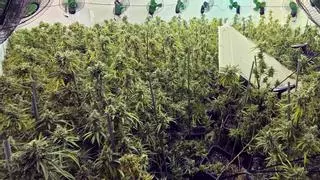Tres arrestados por cultivar casi 700 plantas en un invernadero de marihuana en Cartagena