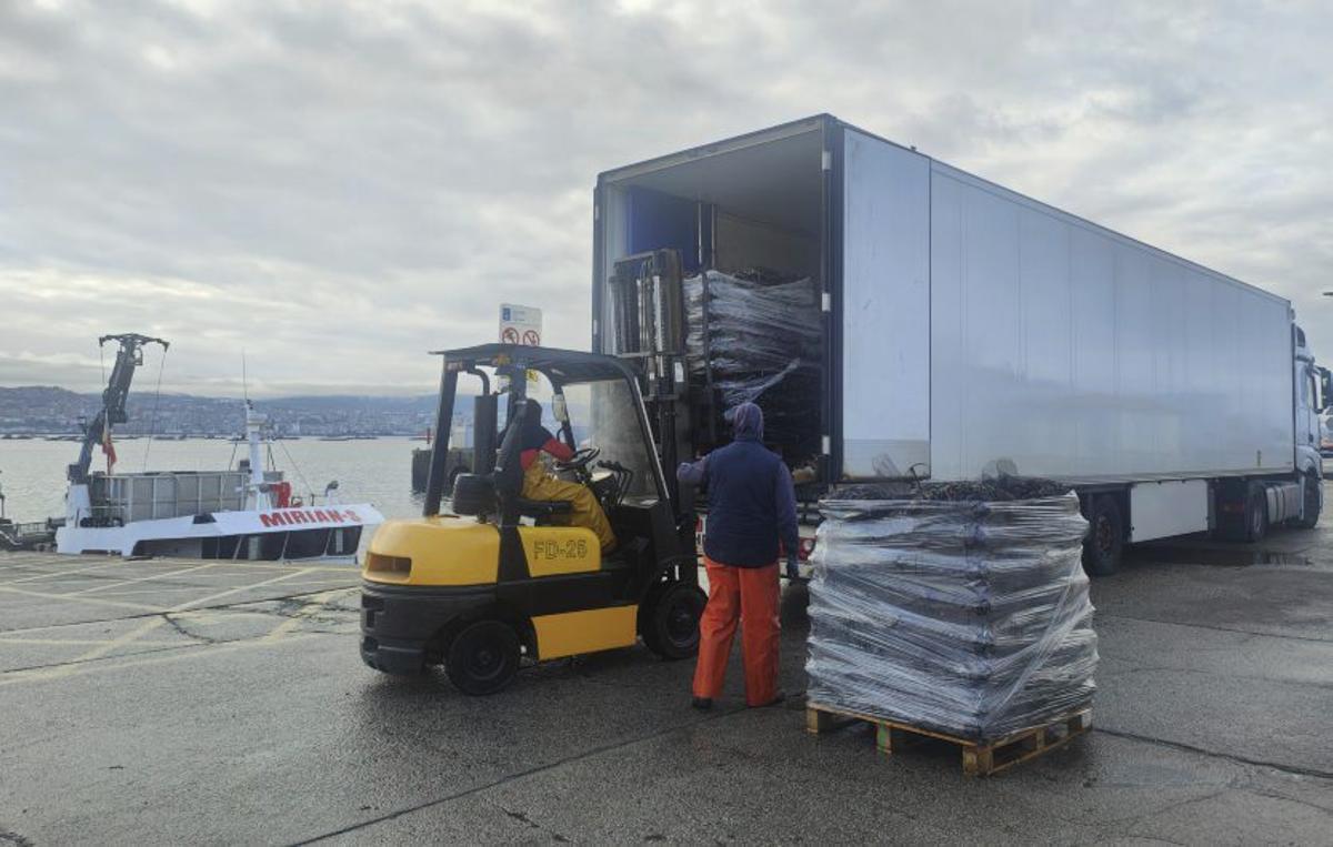 La descarga de mejillón, 
con normalidad en A 
Mosqueira. |  G.N.