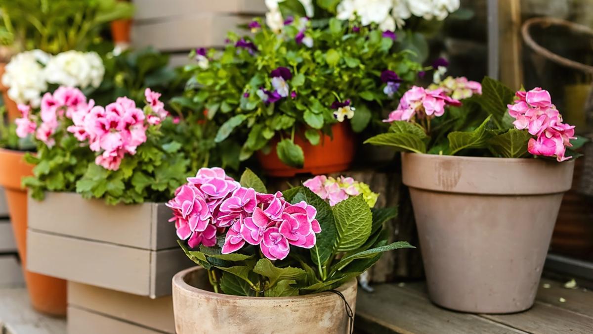 Macetas con hortensias.