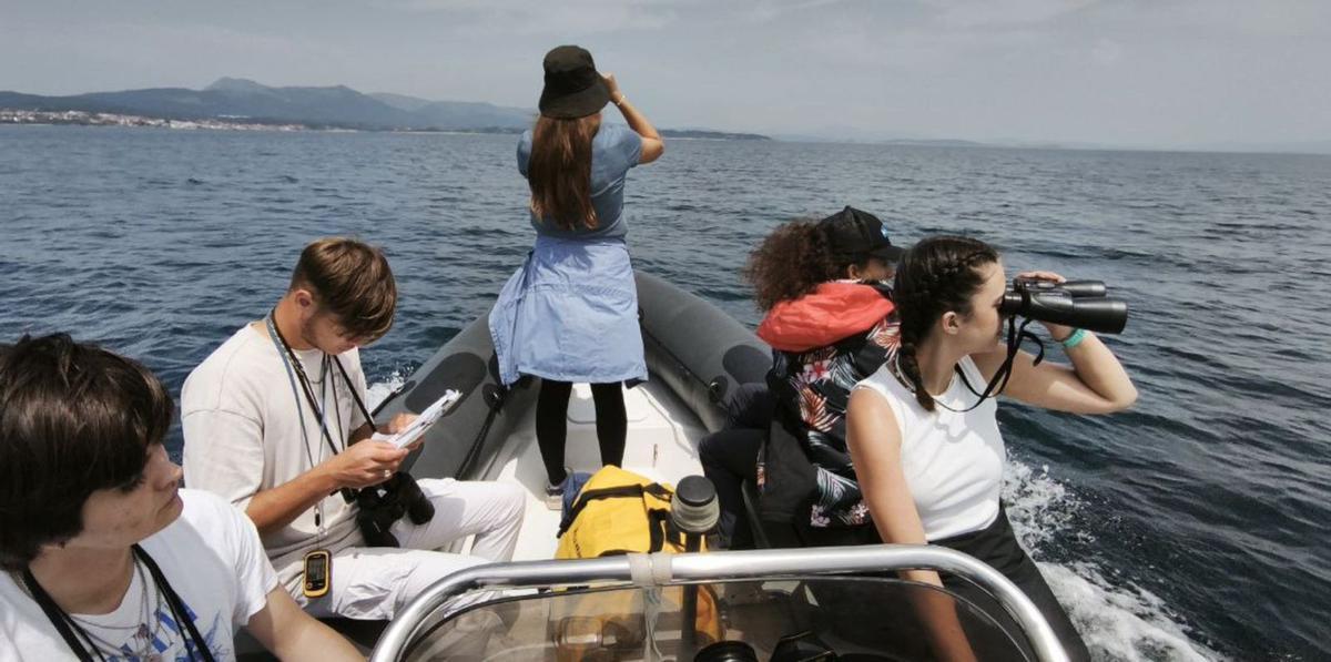 El BDRI también se centra en el delfín común (Delphinus
 delphis) y el delfín listado (Stenella coeruleoalba).