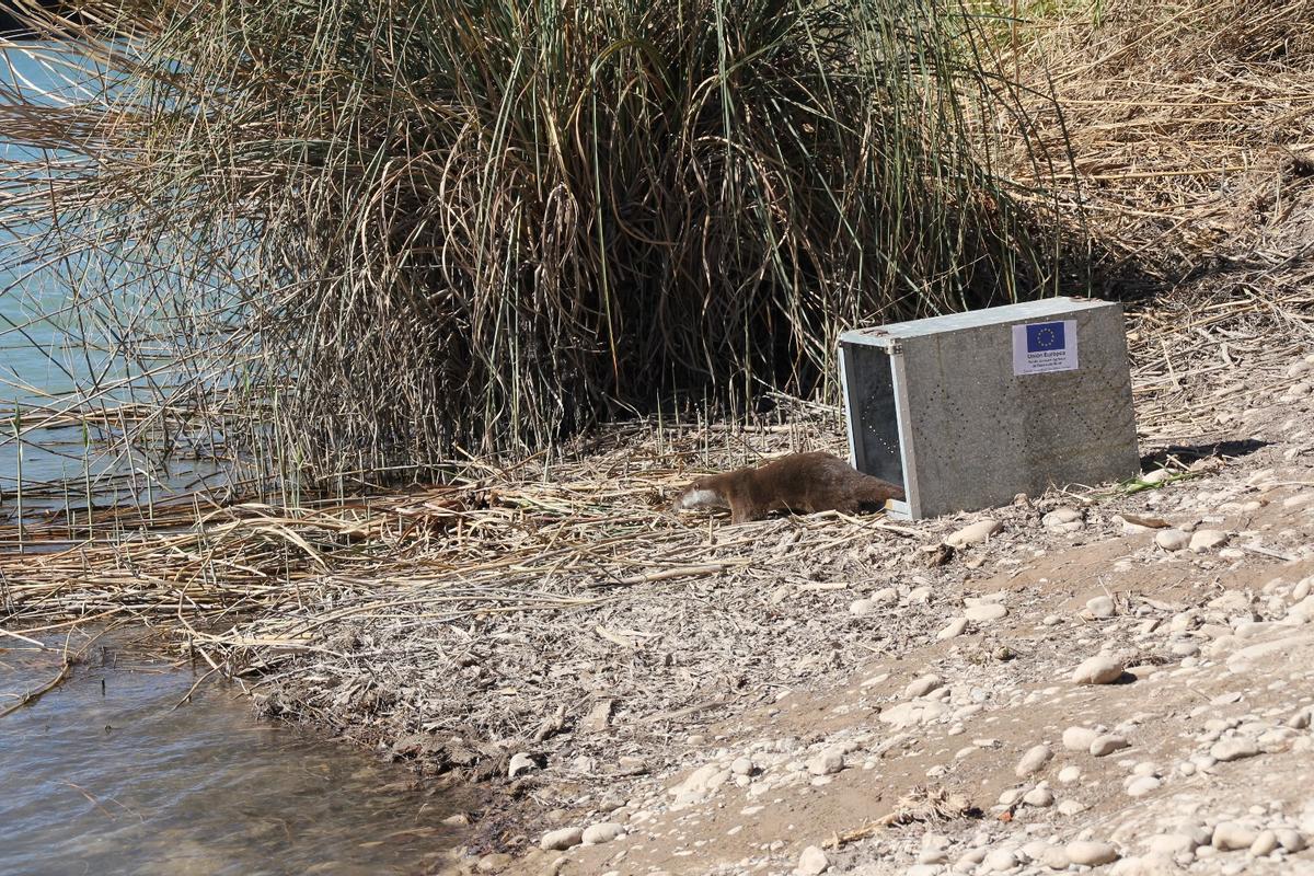 Momento en que han liberado la nutria.