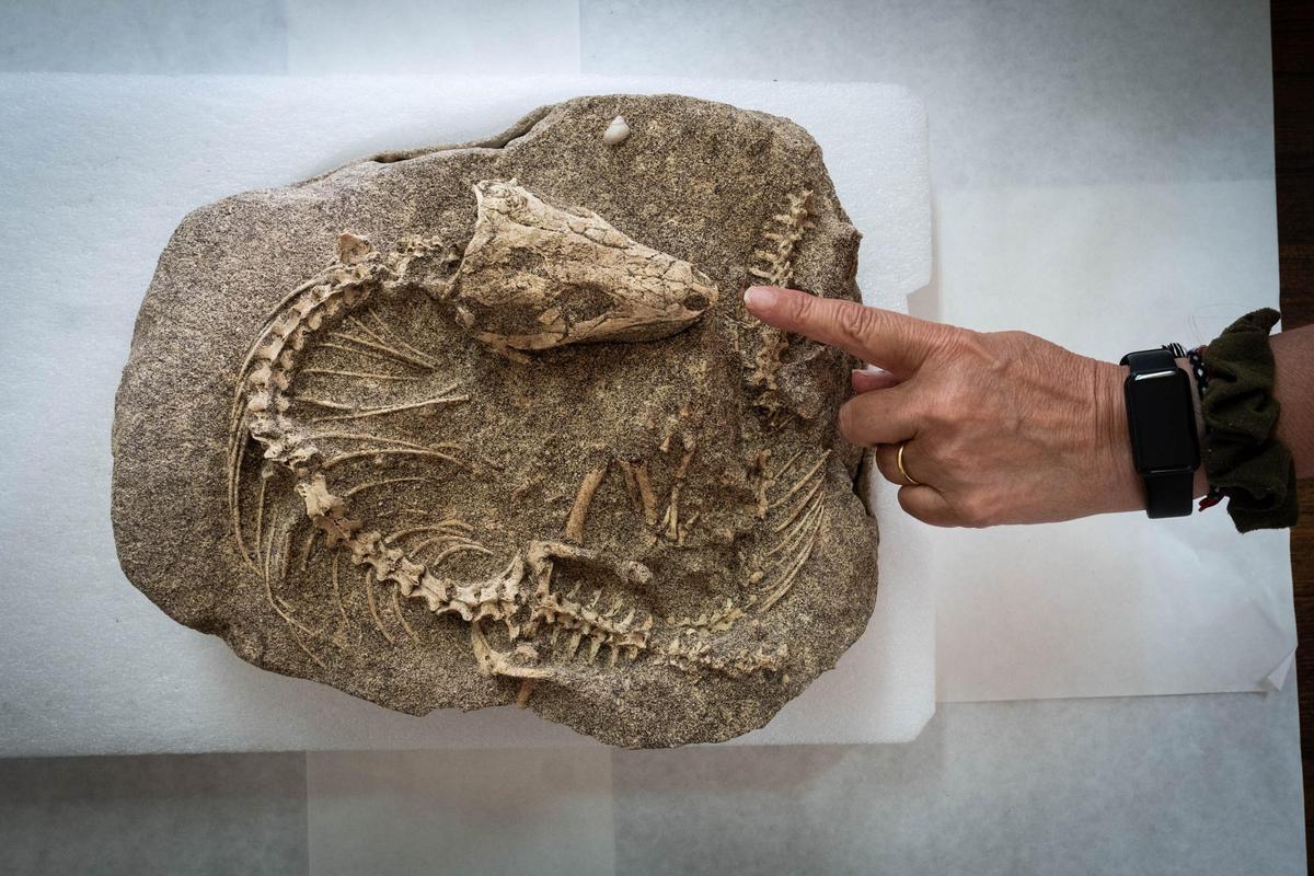 El fósil de Guanchito y su acompañante sin nombre, el cuerpo de dos lagartos gigantes de Tenerife.