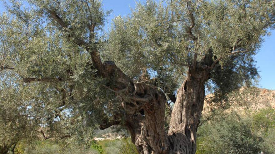 Una olivera de Ricote entre los milenarios de España - La Opinión de Murcia