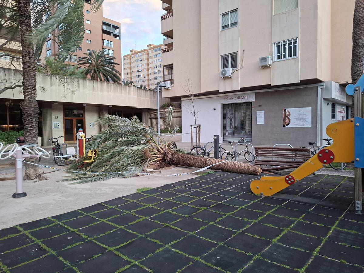 Un árbol caído en el barrio de Campanar desde hace días.