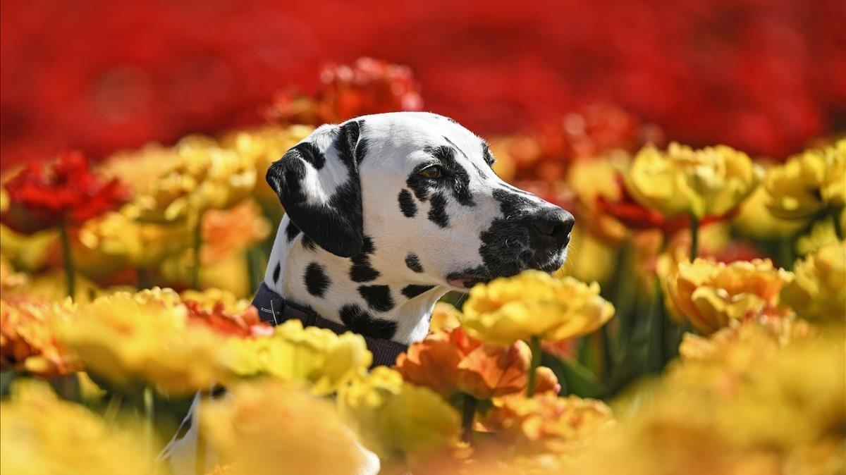 Un perro labrador en un campo de tulipanes en Grevenbrolch, Alemania.