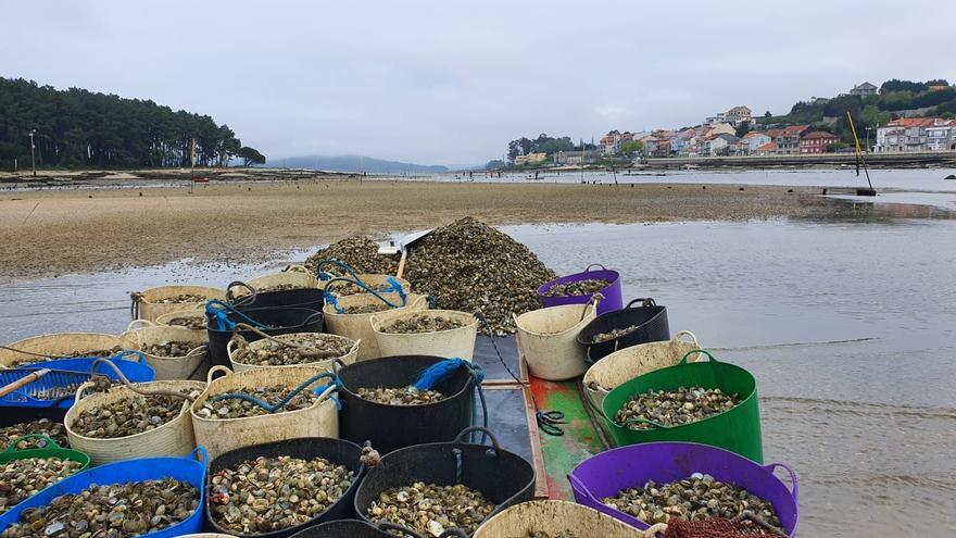 La salinidad se desploma y desata el temor a la mortandad masiva de bivalvos en la ría