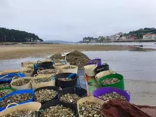 La salinidad se desploma y desata el temor a la mortandad masiva de bivalvos en la ría