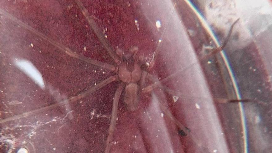 La Policía de Madrid caza a una peligrosa araña sudamericana en Vallecas