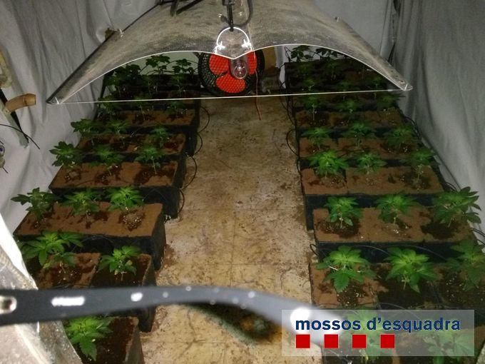 Un detingut per tenir més de 600 plantes de marihuana a Sarrià de Ter