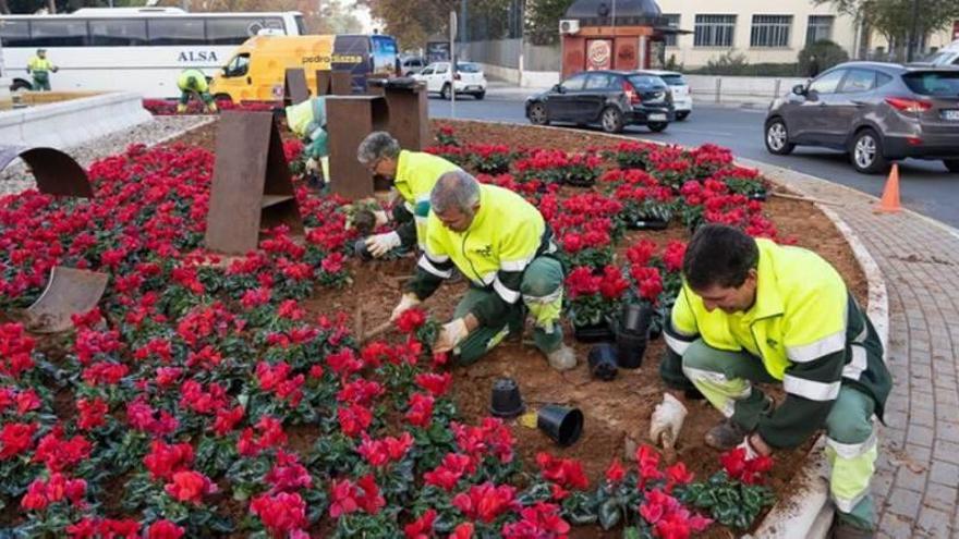 Plantan 5.700 flores rojas para adornar la ciudad