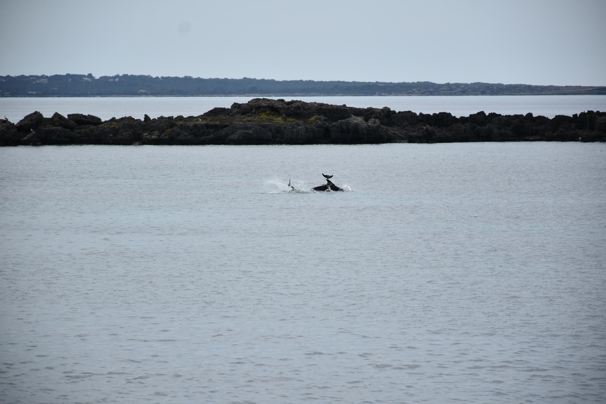 Delfines en  s'Espalmador