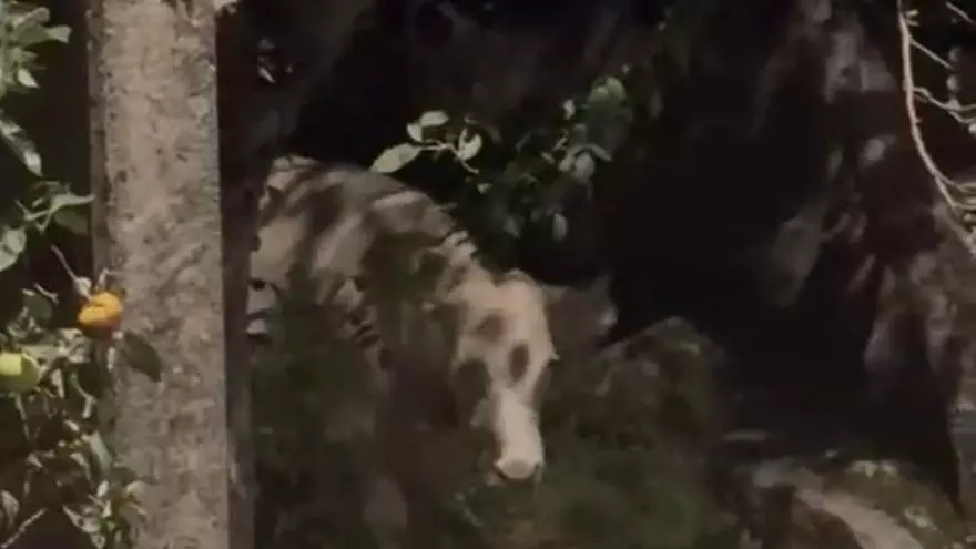 VÍDEO | Vacas sueltas en San Román