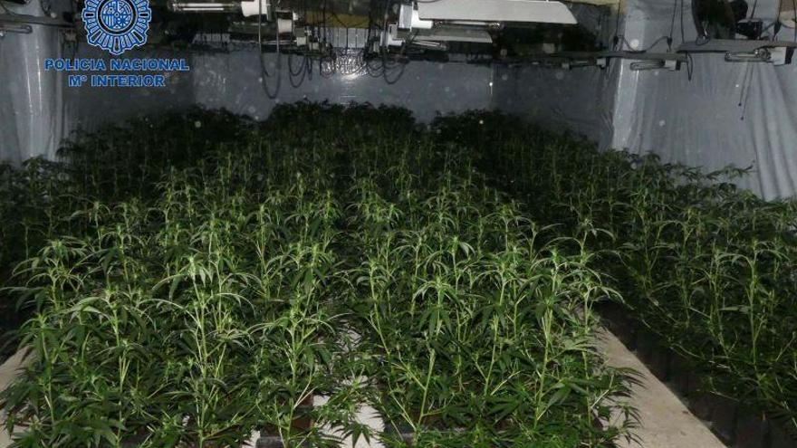 Detenidos un hombre y dos mujeres en Villanueva de la Serena con 1.500 plantas de marihuana