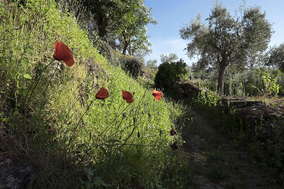 Tramo del camino a Ucanha entre amapolas y olivos.