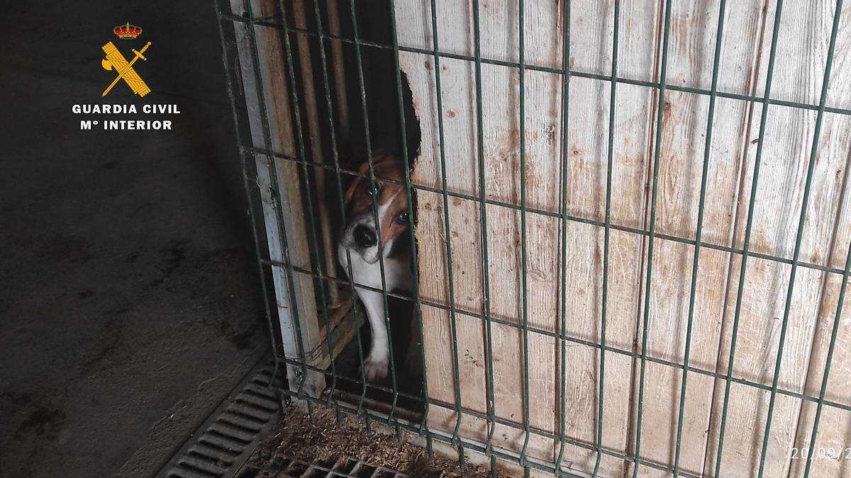 Un gos localitzat en punts de cria il·legals de gossos al Gironès per la policia