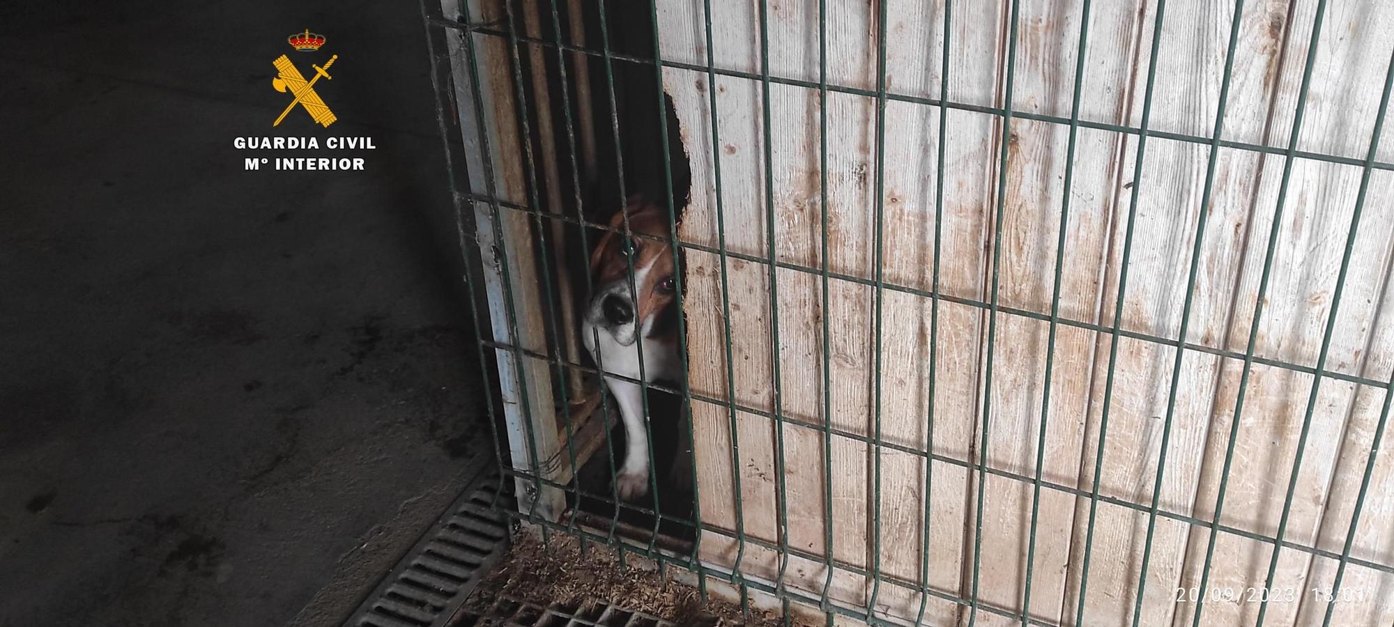 Desmantellen punts de cria il·legals de gossos a Vilopriu i Sant Jordi Desvalls que venien els cadells per internet