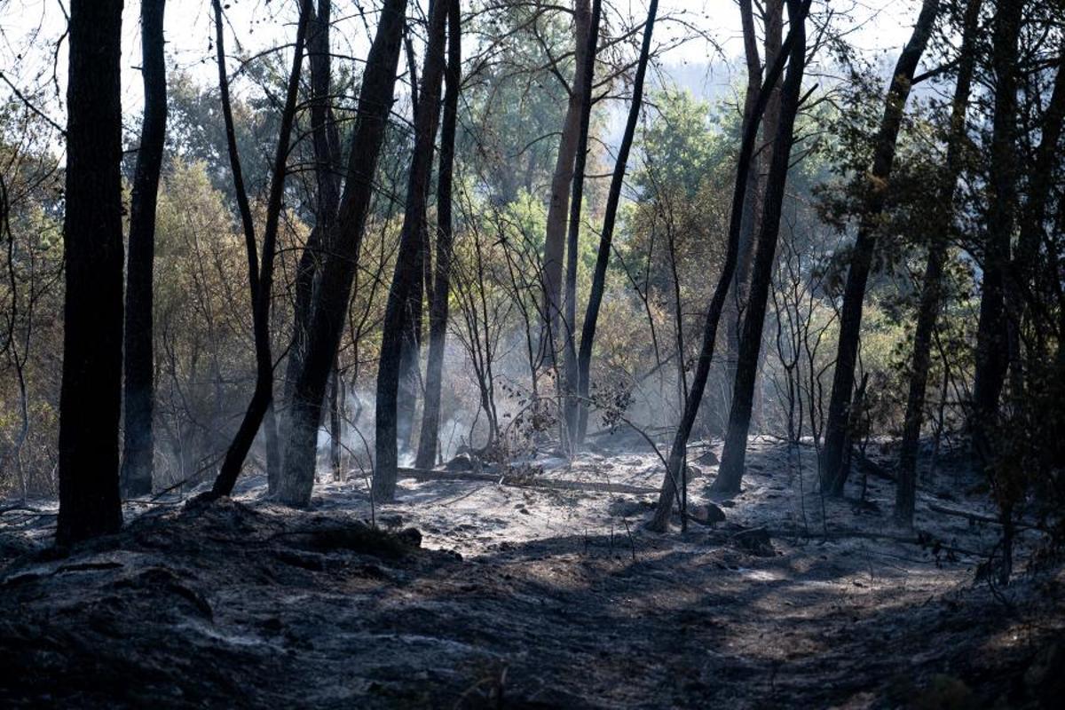 Aspecto del bosque tras el incendio en el Pla de Manlleu, el peor de los que ha vivido estos días Aiguamúrcia.