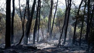 Aspecto del bosque tras el incendio en el Pla de Manlleu, el peor de los que ha vivido estos días Aiguamúrcia.