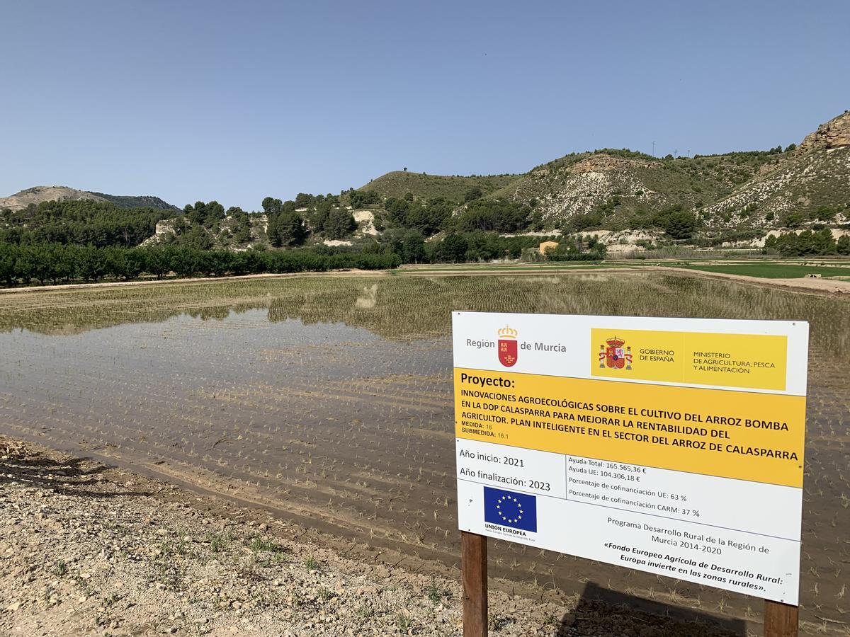 Una de las parcelas experimentales del Coto Arrocero