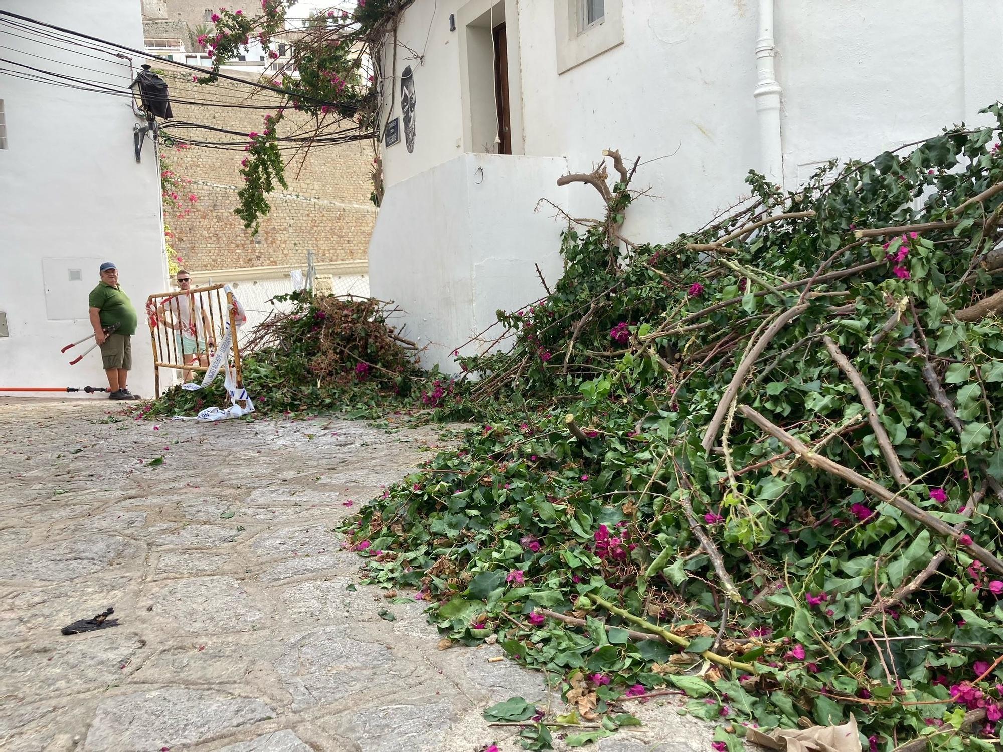 Mira aquí las imágenes de la buganvilla que ha caído dejando bloqueada una calle de sa Penya