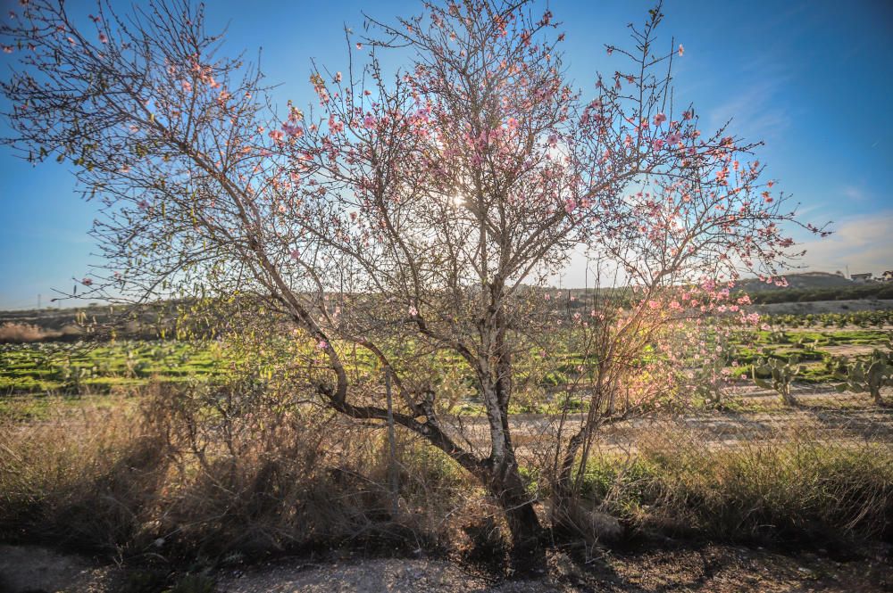 En algunos bancales de secano de la Vega Baja los almendros ya están en flor Es habitual para el caso de la comarca y más este año con lluvia y temperaturas moderadas de los últimos dos meses.