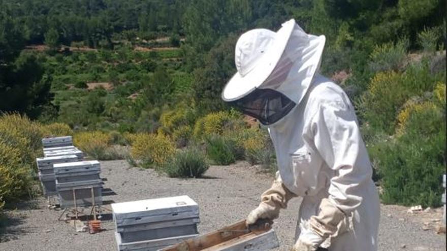 Las abejas abandonan las colmenas - Levante-EMV