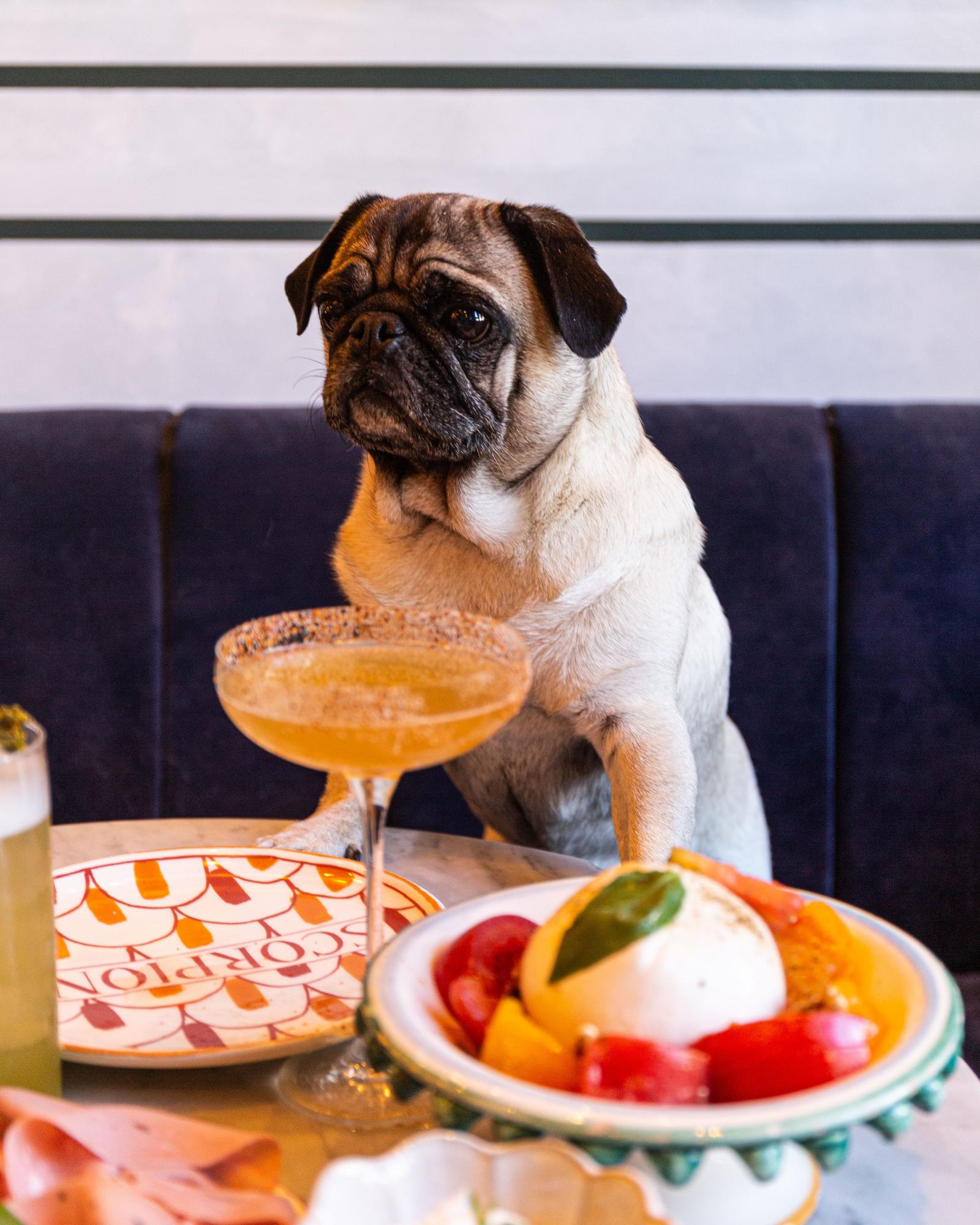 RESTAURANTES PARA MASCOTAS | 15 restaurantes 'pet friendly'