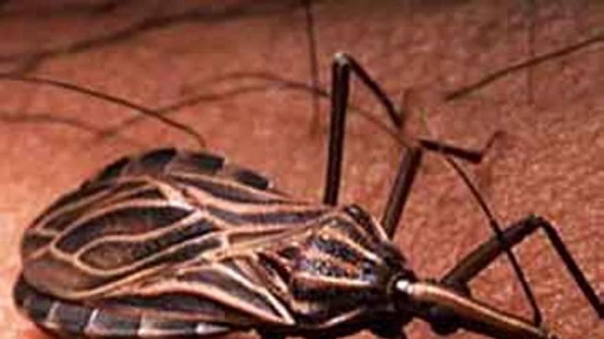 Murcia liderará un proyecto de la OMS para erradicar el chagas de Europa