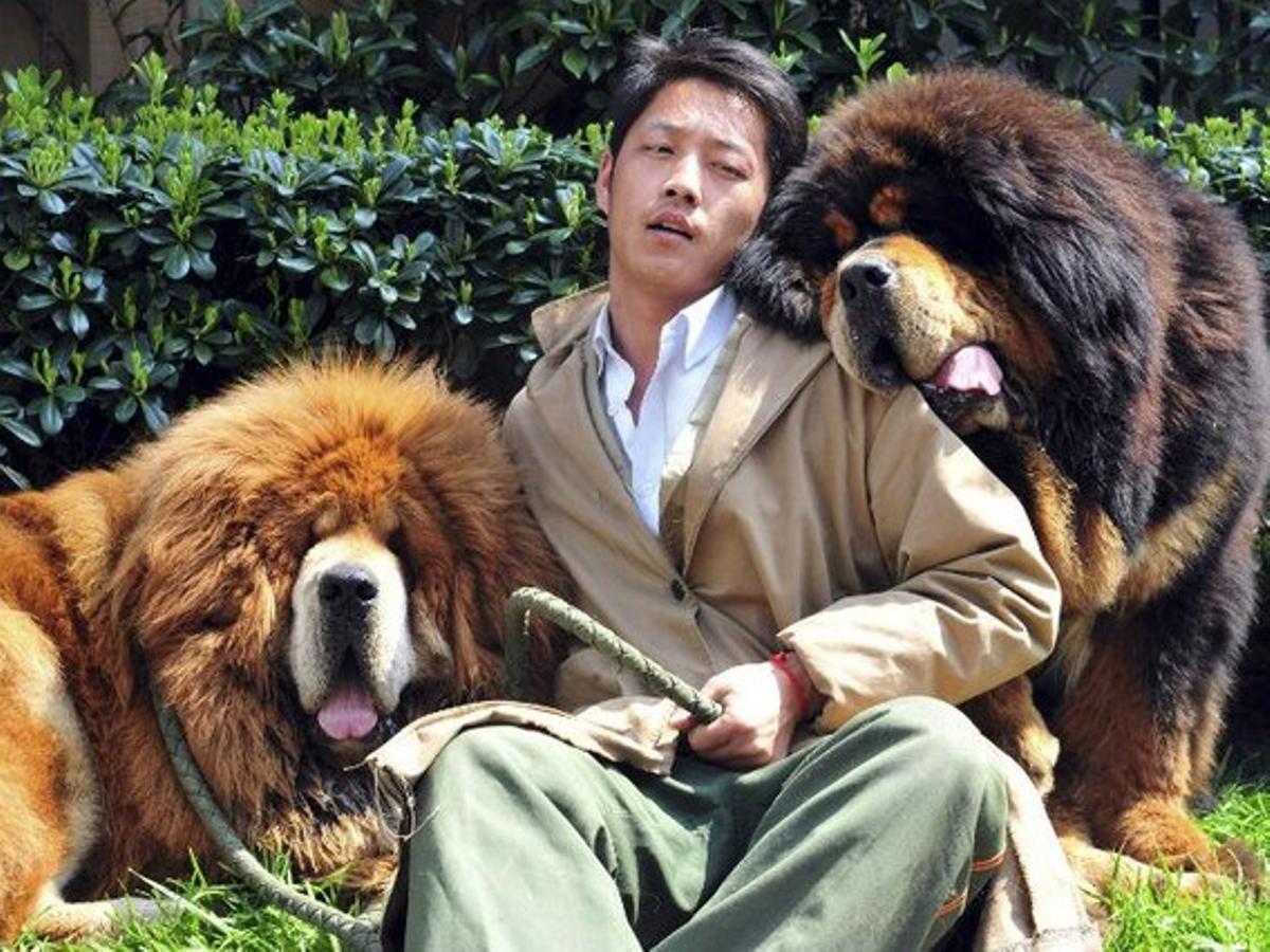 El criador gossos, Zhang Gengyun, amb els dos mastins tibetans venuts. El criador gossos, Zhang Gengyun, amb els dos mastins tibetans venuts.