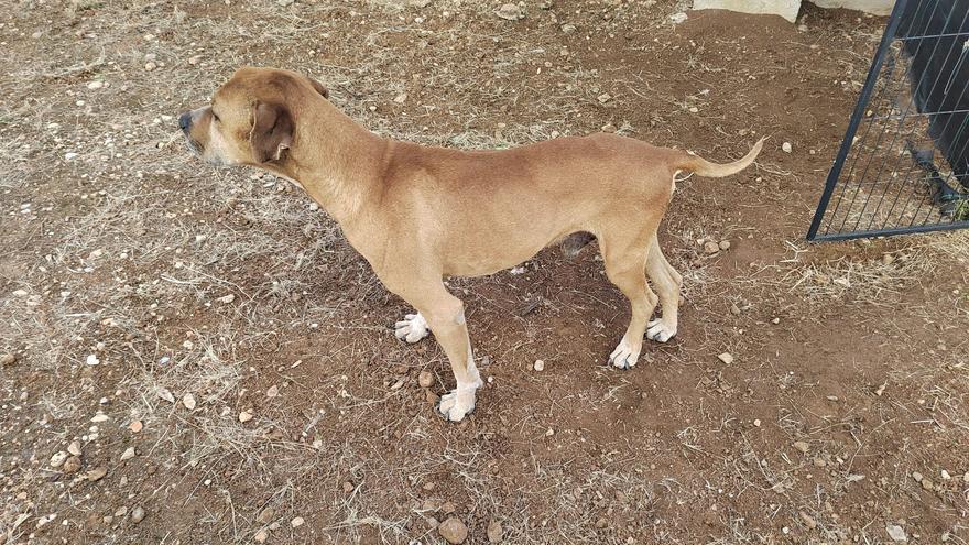 La Policía de Tavernes de la Valldigna rescata a dos animales maltratados