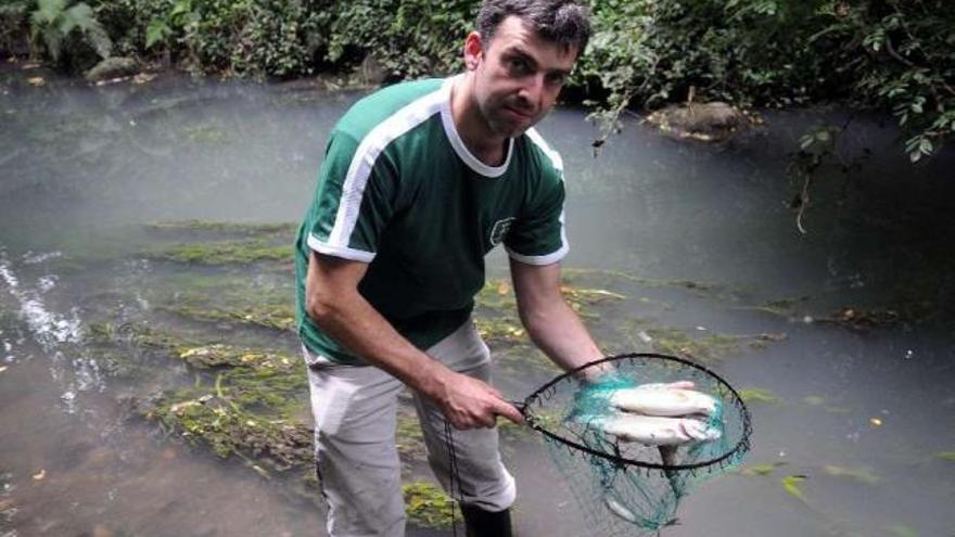 Un pescador recoge truchas muertas a causa de uno de los numerosos vertidos a Os Gafos.  // R. Vázquez