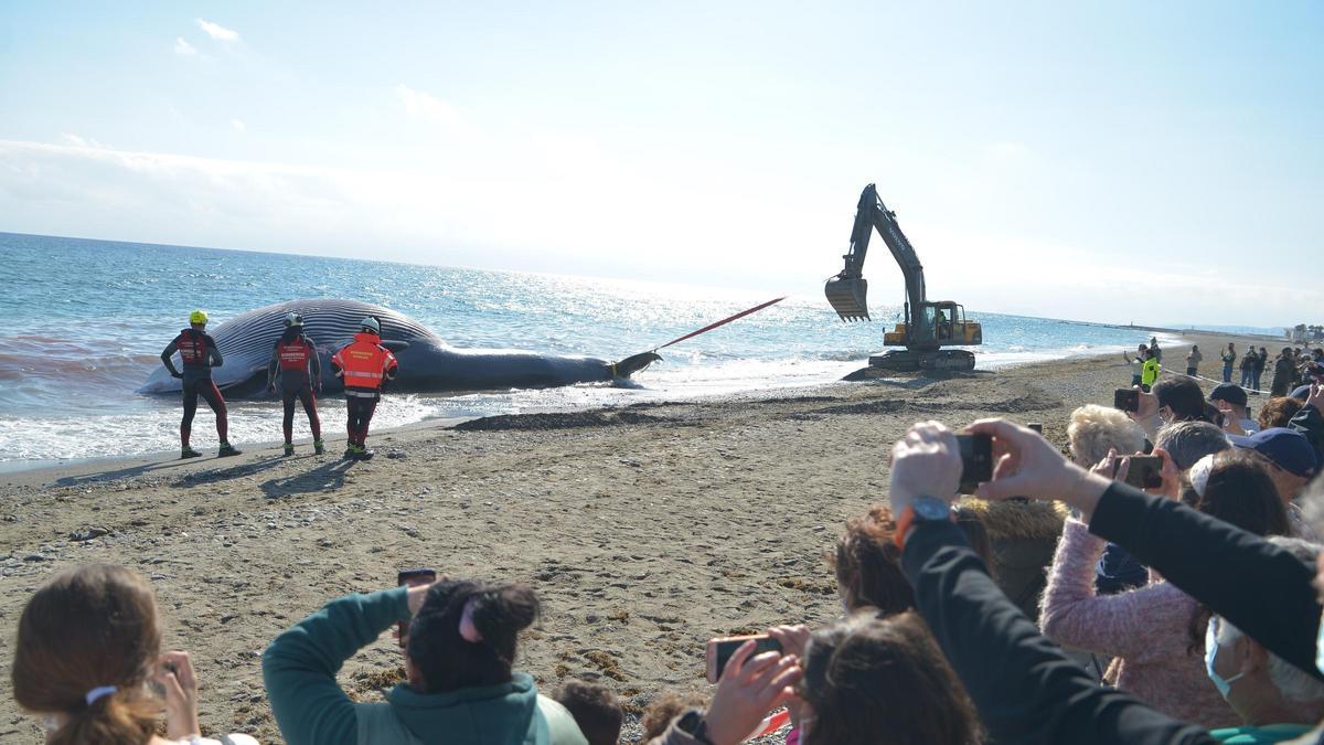 Troben una balena de grans dimensions morta en una platja de Màlaga