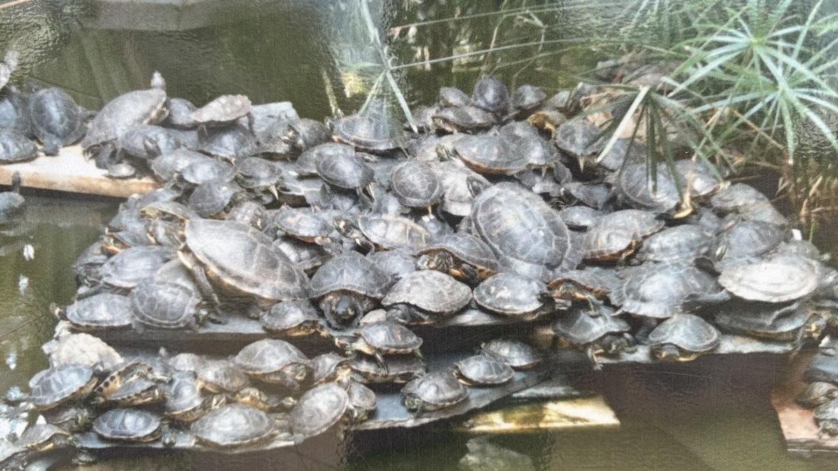 ¿Sabes qué fue de las tortugas de la estación de Atocha? Una historia con final feliz