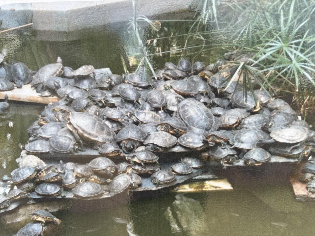 Así estaban las tortugas en la estación de Atocha, "amontonadas" unas encima de otras