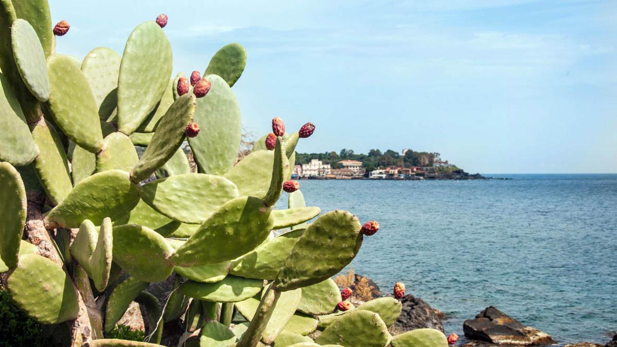 Els grans imperis van deixar empremta al mapa mundial de les plantes exòtiques