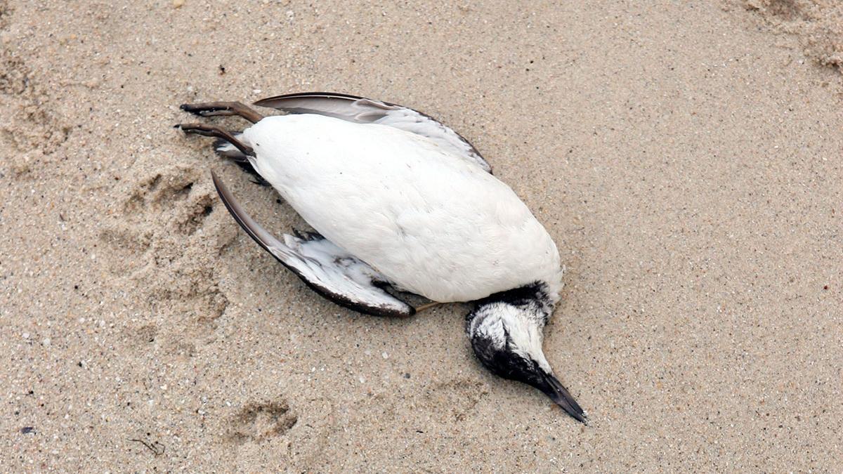 Un arao muerto en la orilla de una playa