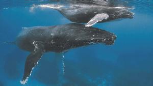 Una ballena jorobada y su cría.