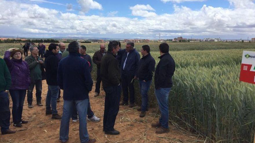 Agricultores asisten a un ensayo de semillas en Roales del Pan