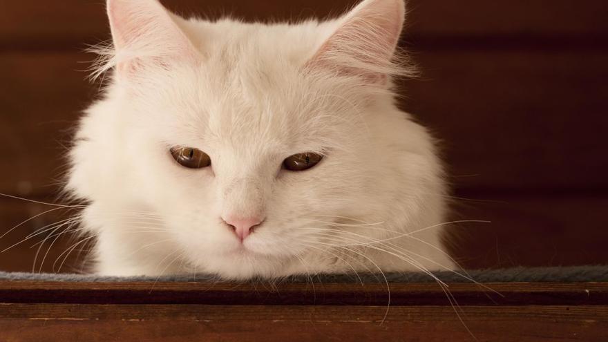 Gato de la raza Angora.