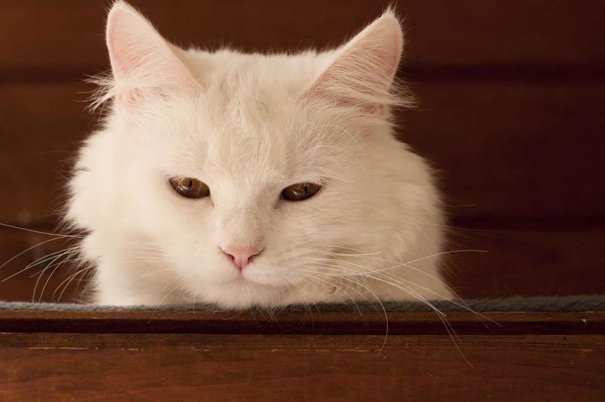 Gato de la raza Angora.