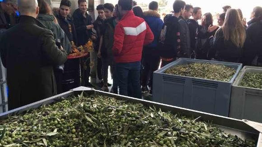 Visita de alumnos del IES Otero Pedrayo a la almazara. // FdV