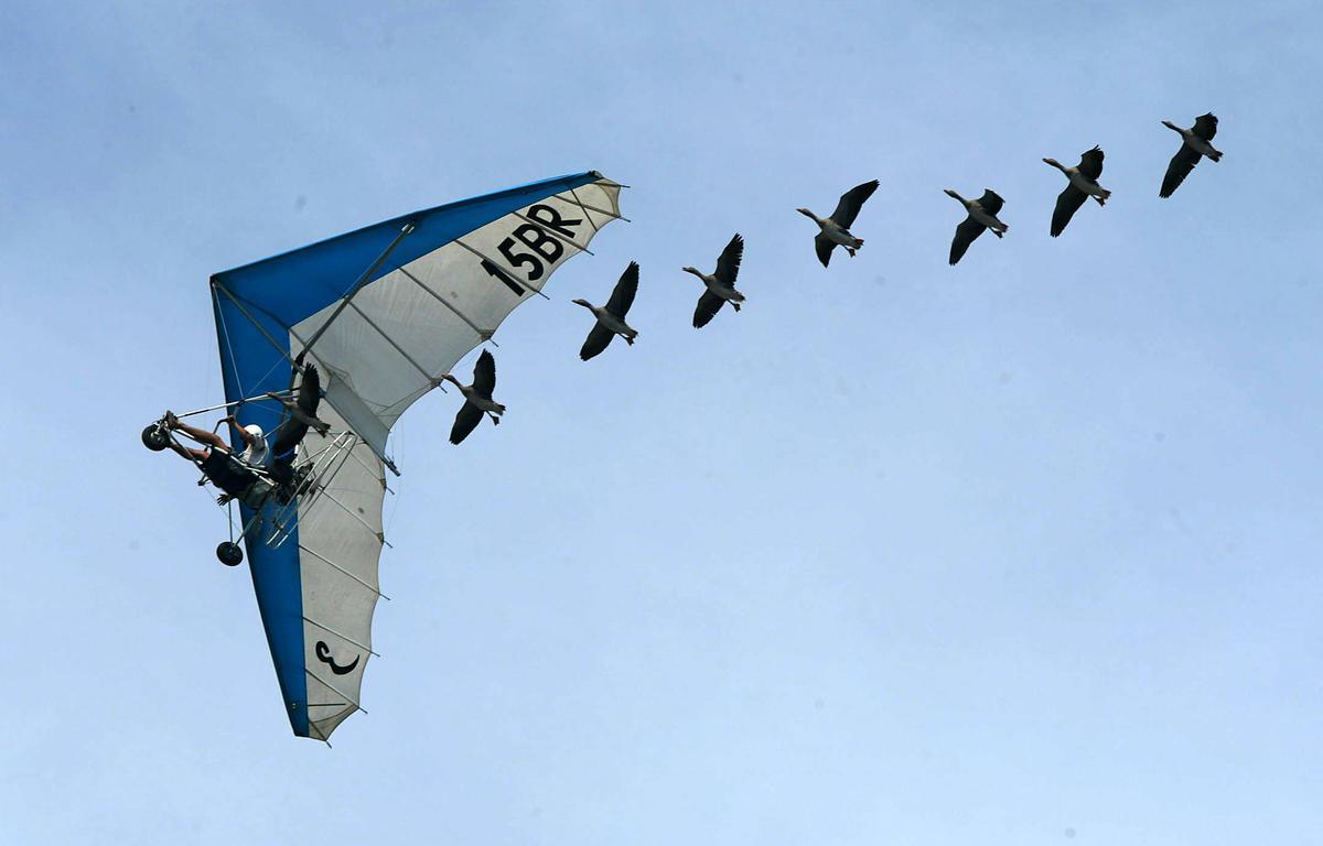 Mercè 2004. FESTIVAL AEREO EN EL MOLL DE GREGAL. EN LA FOTO EL VUELO DE OCAS SALVAJES CON EL ULTRALIGERO DE CHRISTIAN MOUULLEC