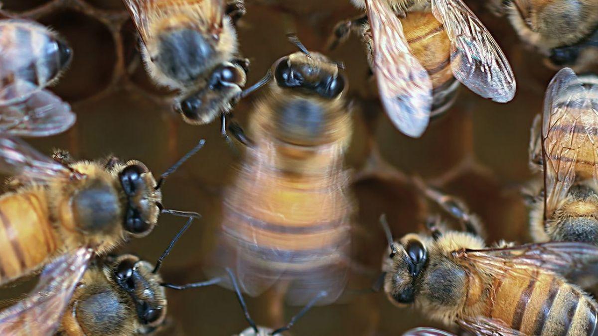 Una abeja melífera danzante (centro) está rodeada por una audiencia de “seguidoras”, que interpretan cuidadosamente los movimientos del "meneo".