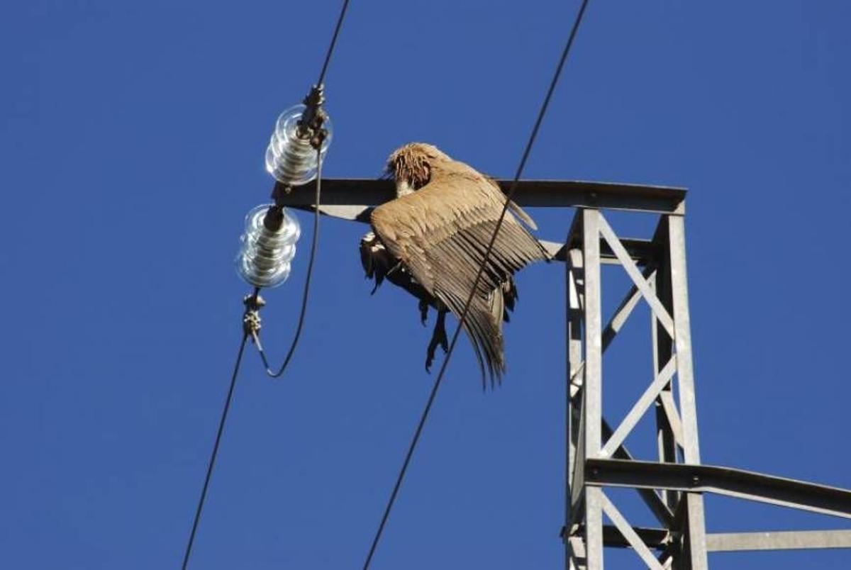 Ave rapaz muerta en una torre eléctrica