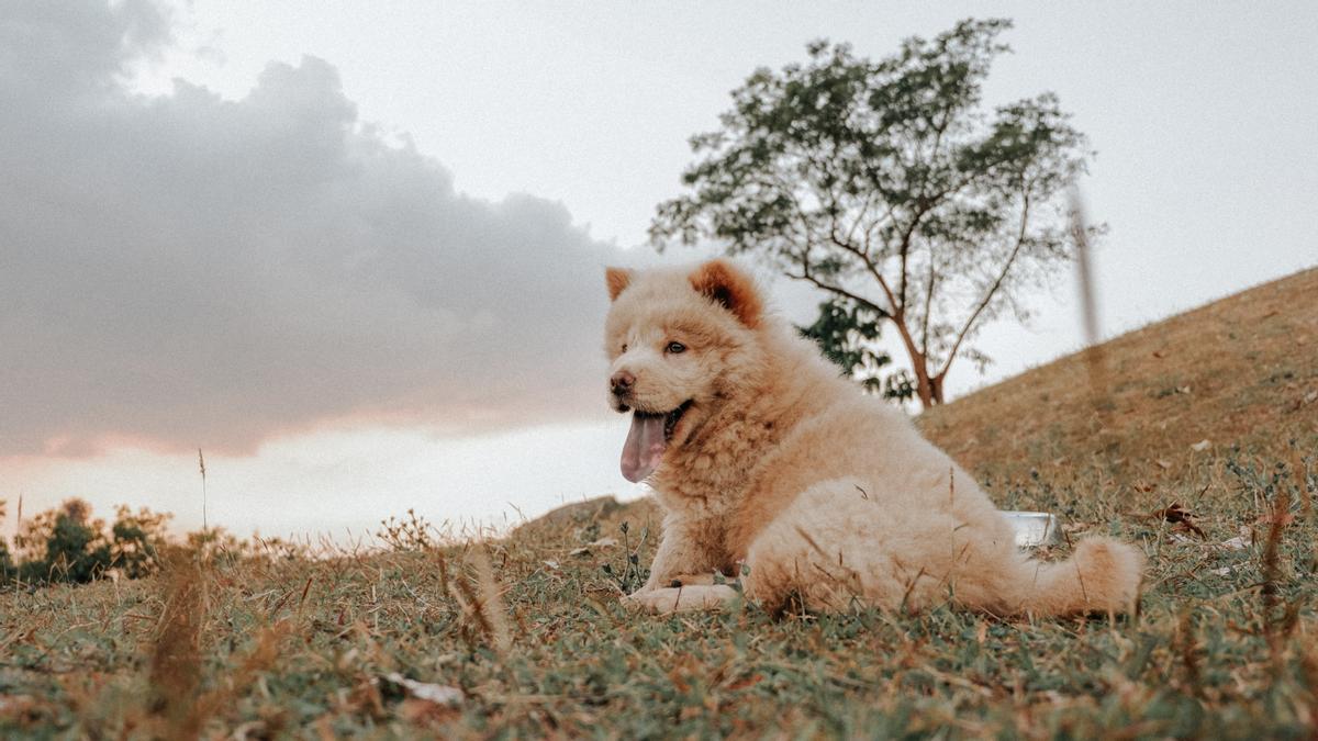 Los chow chow son muy independientes y calmados.